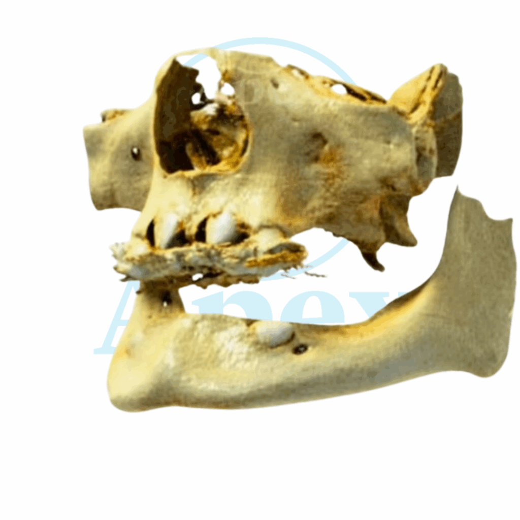 Reconstrução tridimensional odontológica